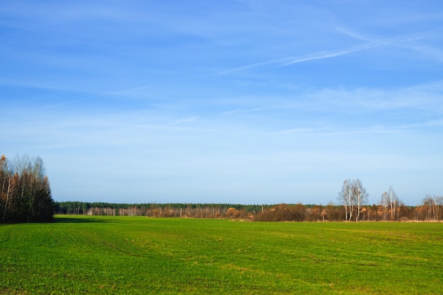 Feld des gelben Grases vor dem Herbstwald.