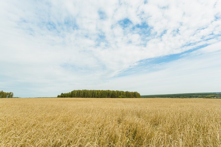 Foto feld des goldenen weizens und des blauen himmels mit wolken