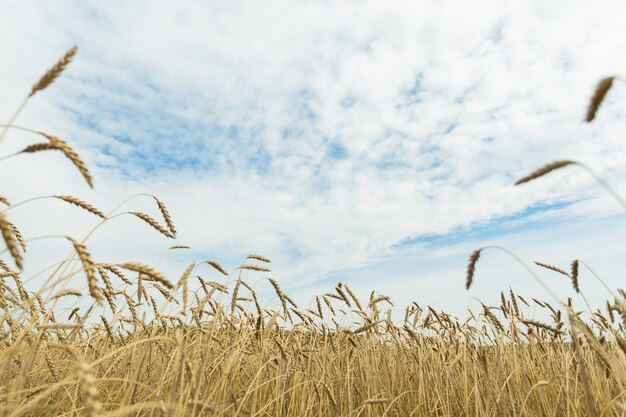 Feld des goldenen Weizens und des blauen Himmels mit Wolken