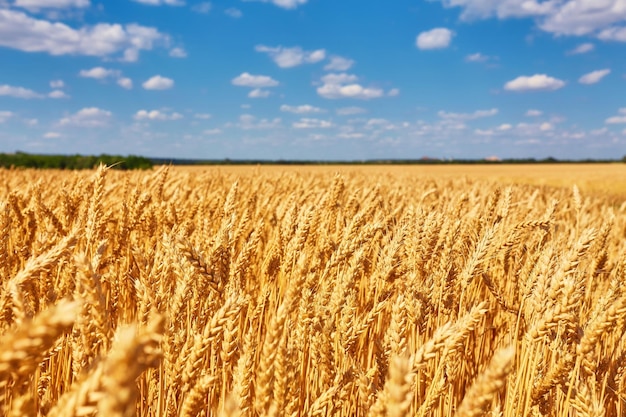 Feld des goldenen Weizens unter dem blauen Himmel