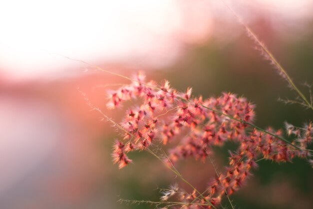 Feld des Grases während des Sonnenuntergangs, rosa Ton