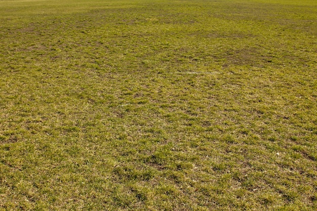 Feld des grünen feinen Grases auf dem Boden, kurze Rasenhintergrundtextur, Nahaufnahme