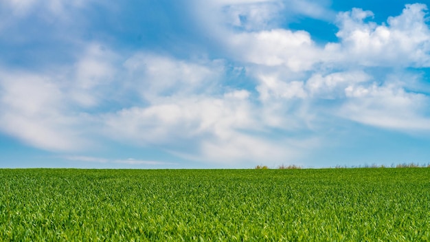 Feld des grünen frischen Grases unter blauem Himmel