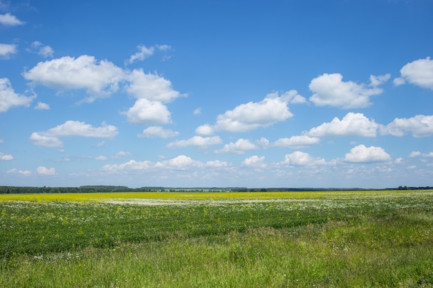 Feld des grünen Grases und des blauen bewölkten Himmels.