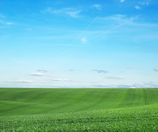 Feld des grünen Grases und des Himmels