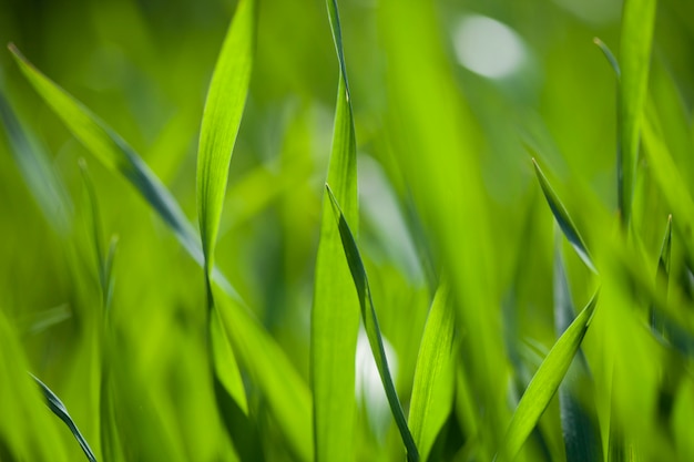 Feld des grünen Grases