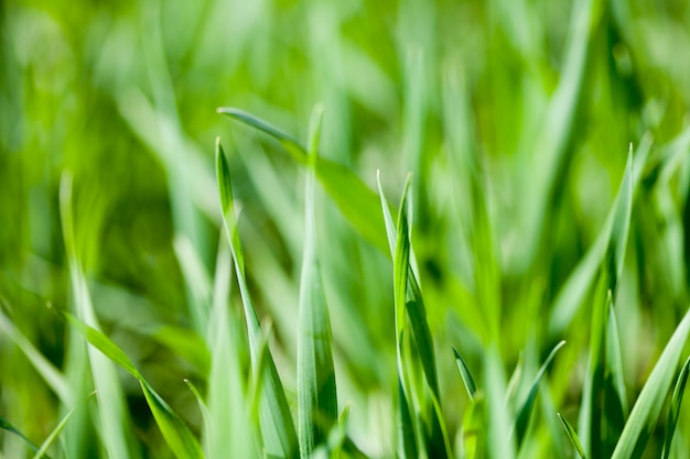 Feld des grünen Grases