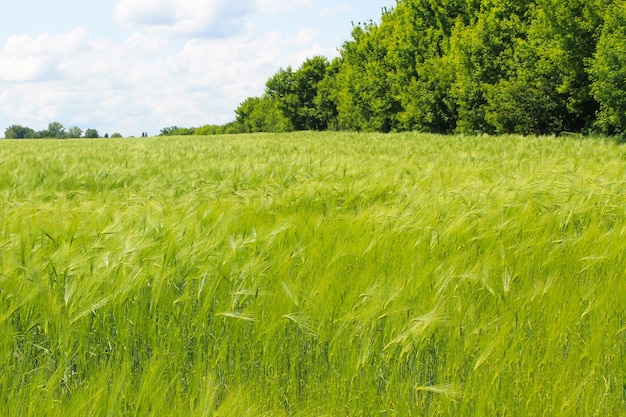 Feld des grünen Weizens