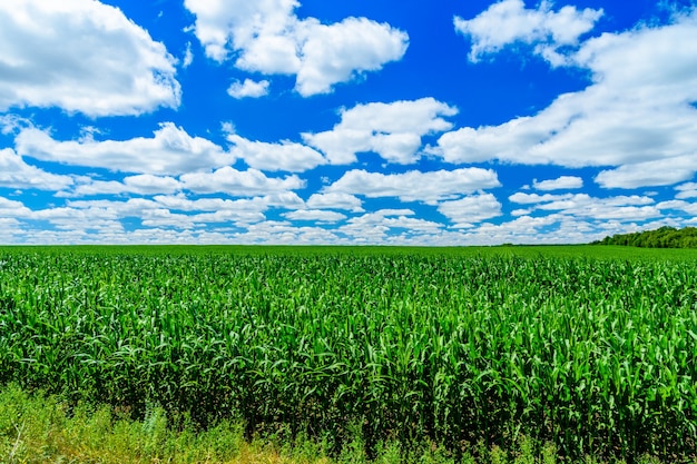 Feld des jungen grünen Mais im Sommer