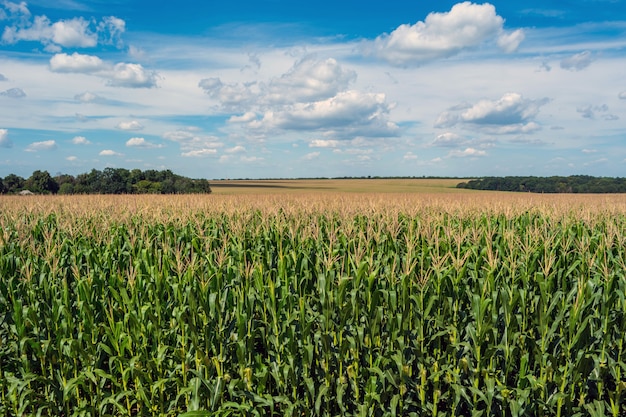 Feld des jungen, hohen, grünen Mais, in der Phase der Bildung des Felsens