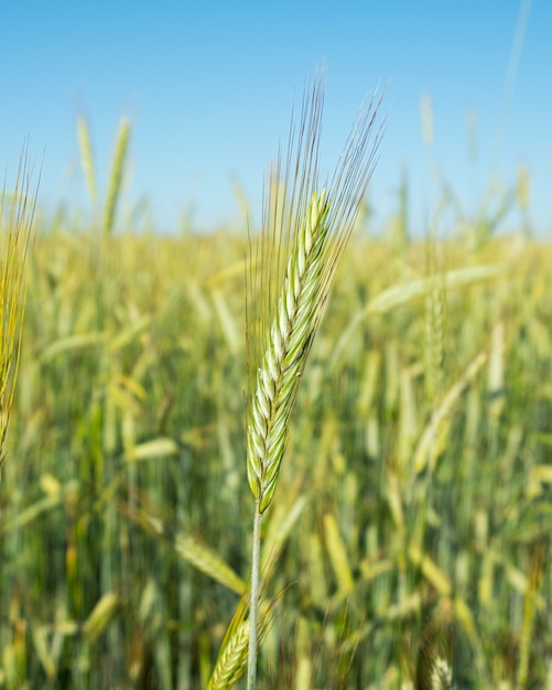 Feld des jungen Weizens, Ährchen des Weizens hautnah.