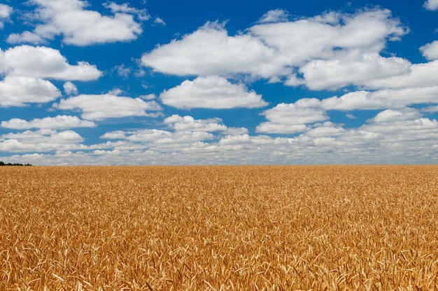 Feld des reifen goldenen Weizens