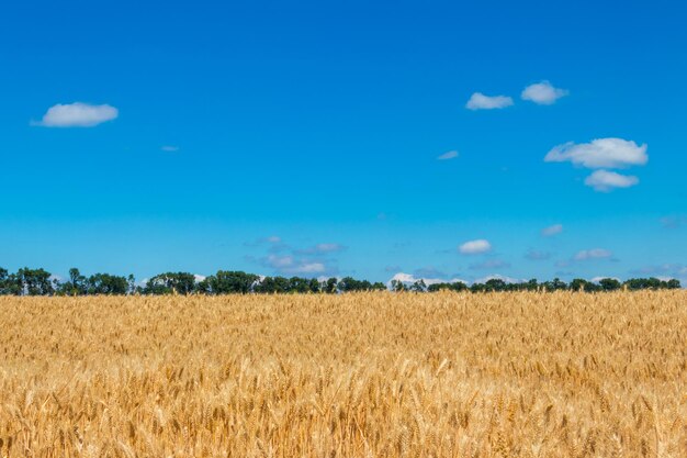 Feld des reifen goldenen Weizens