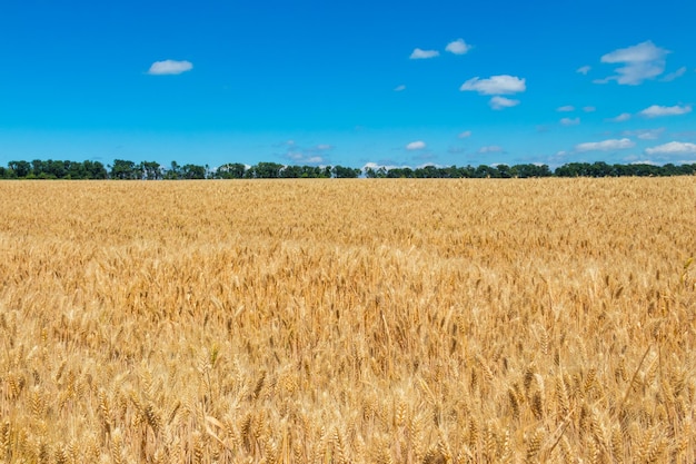 Feld des reifen goldenen Weizens