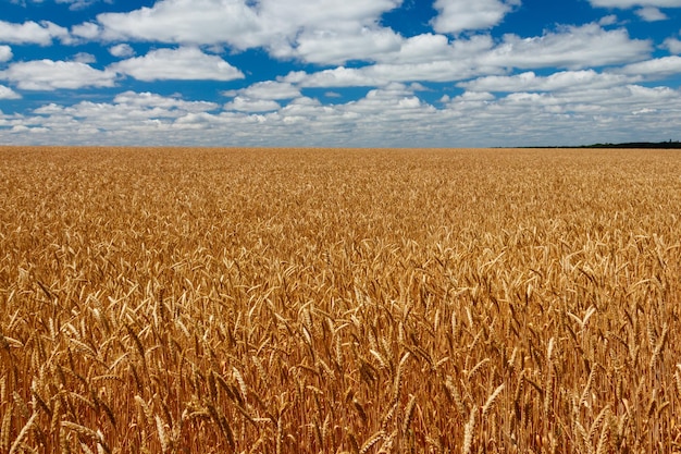 Feld des reifen goldenen Weizens