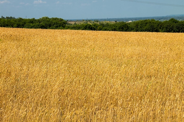 Feld des reifen goldenen Weizens