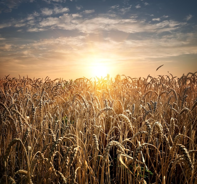 Feld des reifen Weizens bei Sonnenuntergang