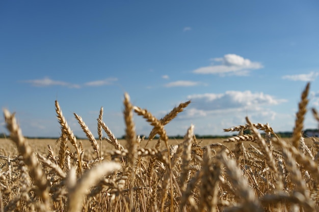 Feld des reifen Weizens unter hellem Sommersonnenlicht