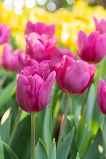 Feld des rosa und gelben Tages der Tulpen im Frühjahr mit der Unschärfe natürlich. Bunte Tulpen blühen im Frühjahr blühenden Blütengarten.