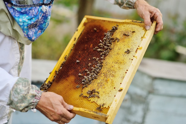 Feld für Bienennahaufnahme in den Händen eines Imkers im Hintergrund der Sonne und des Bienenhauses