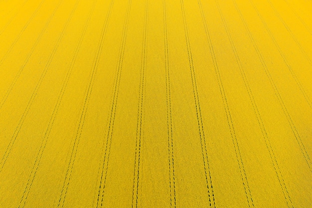 Feld gelb blühender Sonnenblumen aus großer Höhe