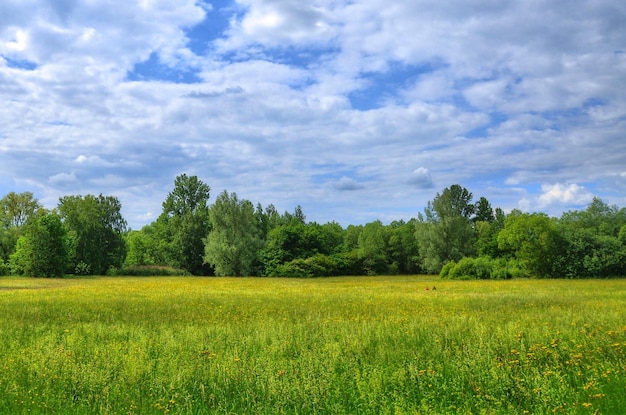 Feld im Aueweiher Park in Fulda Hessen Deutschland