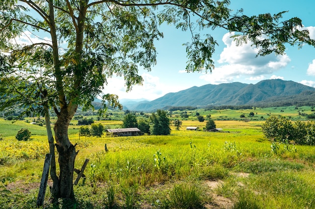 Feld im Garten, Bergblick und grüne Felder an einem klaren Tag