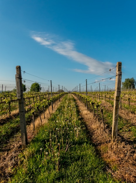 Foto feld landwirtschaft weinberg sonne natur wein