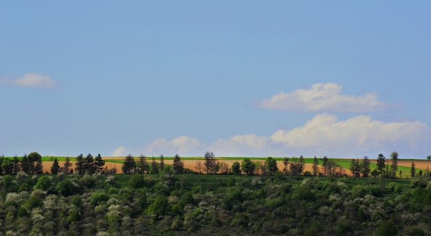 Feld mit Bäumen und Gras und einem wunderschönen Nebaneba