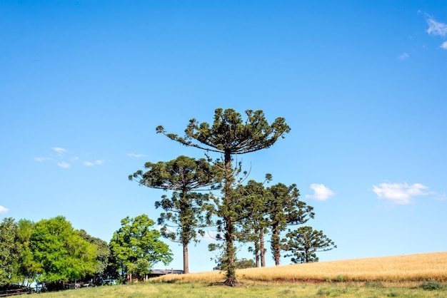 Feld mit blauem Himmel und Araukarienbäumen