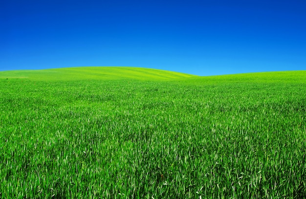 Feld mit blauem Himmel