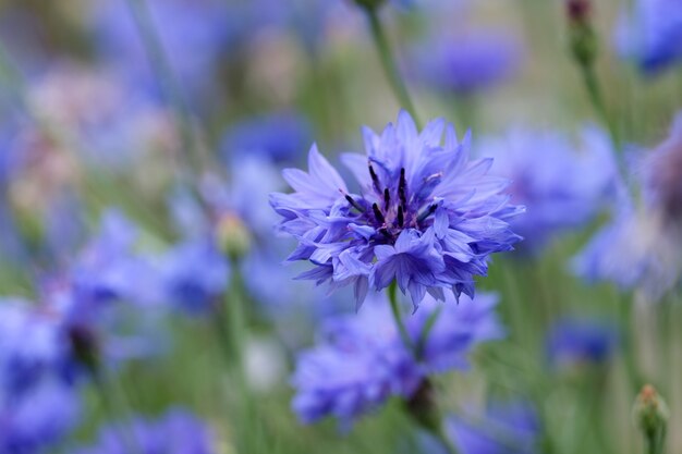 Feld mit blühenden Kornblumen, Sommerwiese mit blauen Kornblumen. natürlicher floraler Hintergrund. Nahaufnahme