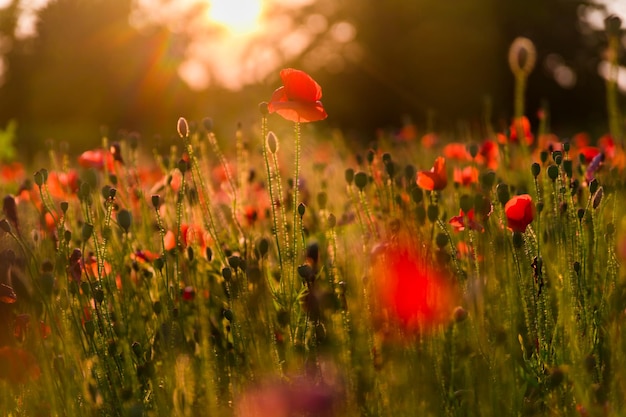 Feld mit blühenden Mohnblumen Schöne Sommerlandschaft