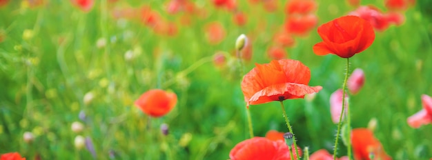 Feld mit blühenden roten Mohnblumen.