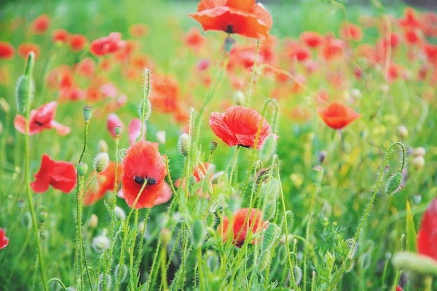 Feld mit blühenden roten Mohnblumen.