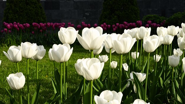 Feld mit blühenden weißen Tulpen