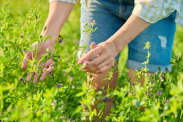 Feld mit blühender Luzerne, Frauenhände berühren Blumen, Luzerne Medicago sativa, Futterpflanze, Heilpflanze, Landwirtschaft, Landwirtschaftskonzept