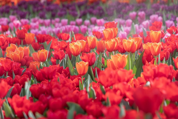 Feld mit bunten Tulpen in voller Blüte zur Frühlingszeit