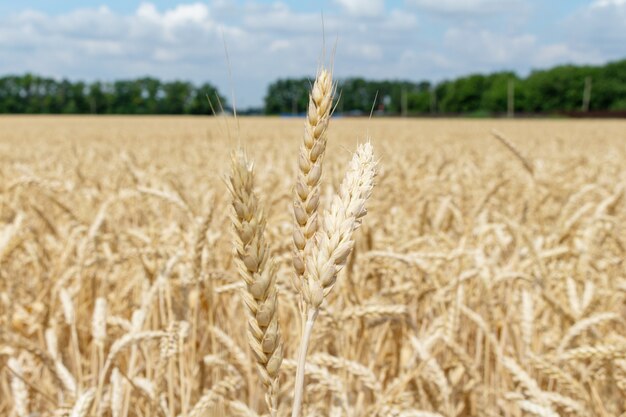 Feld mit den Ohren des Kornweizenabschlusses herauf das Wachsen, Landwirtschaft, die Agronomie der ländlichen Wirtschaft bewirtschaftet