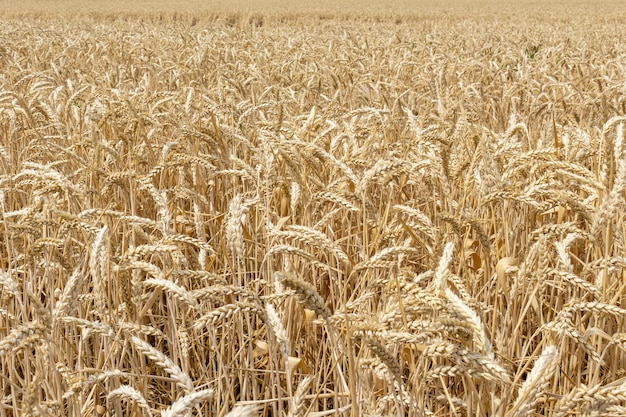 Feld mit den Ohren des Kornweizenabschlusses herauf das Wachsen, Landwirtschaft, die Agronomiekonzept der ländlichen Wirtschaft bewirtschaftet