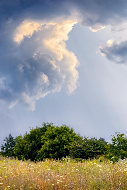 Feld mit Dickichten wilder Grasbäume in der Ferne und malerischer Himmel mit sonnenbeschienenen Wolken