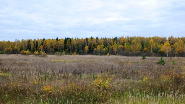 Feld mit einem mit gelbem Laub bedeckten Herbstwald