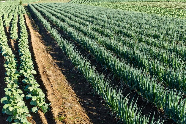 Feld mit frischem Kopfsalat und Frühlingszwiebeln