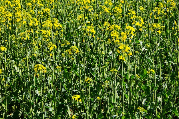 Feld mit gelb blühendem Raps