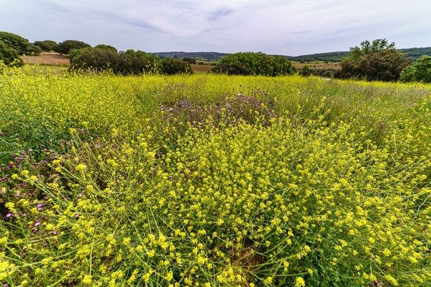 Feld mit gelben Blumen und grünen Bäumen im Frühjahr. Weitwinkelfoto