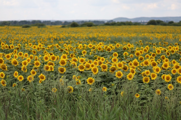 Feld mit gelben Sonnenblumen im Sommer