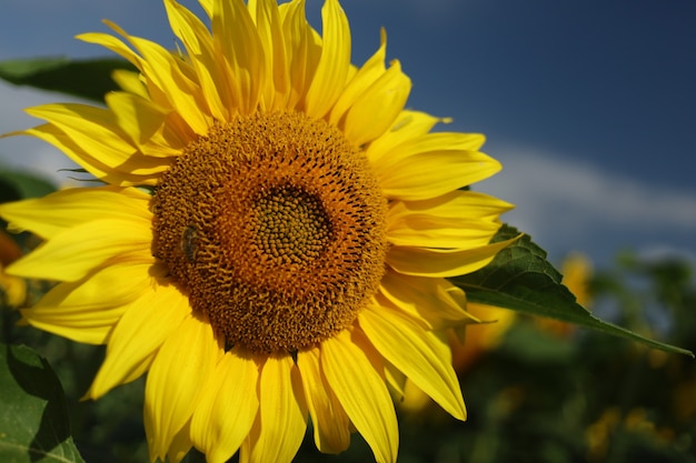 Feld mit gelben Sonnenblumen im Sommer