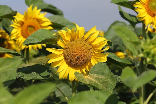 Feld mit gelben Sonnenblumen