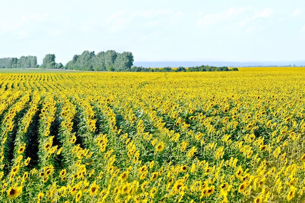 Feld mit gelben Sonnenblumenblüten auf dem Hintergrund von Bäumen und blauem Himmel