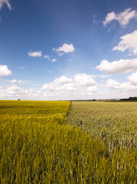 Feld mit Getreide - ein landwirtschaftliches Feld, auf dem Getreide angebaut wird
